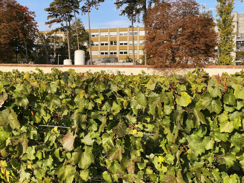 Clos Lanson - Uvas Chardonnay em Champagne, França.