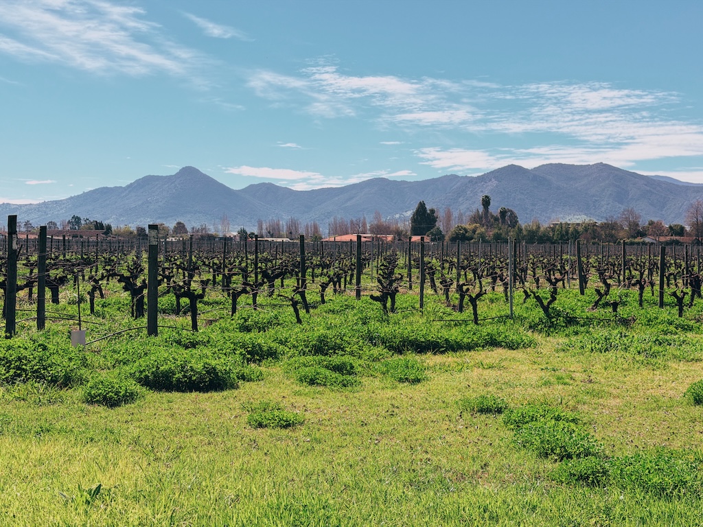Visita Laura Hartwig - Vinícola no Vale do Colchagua