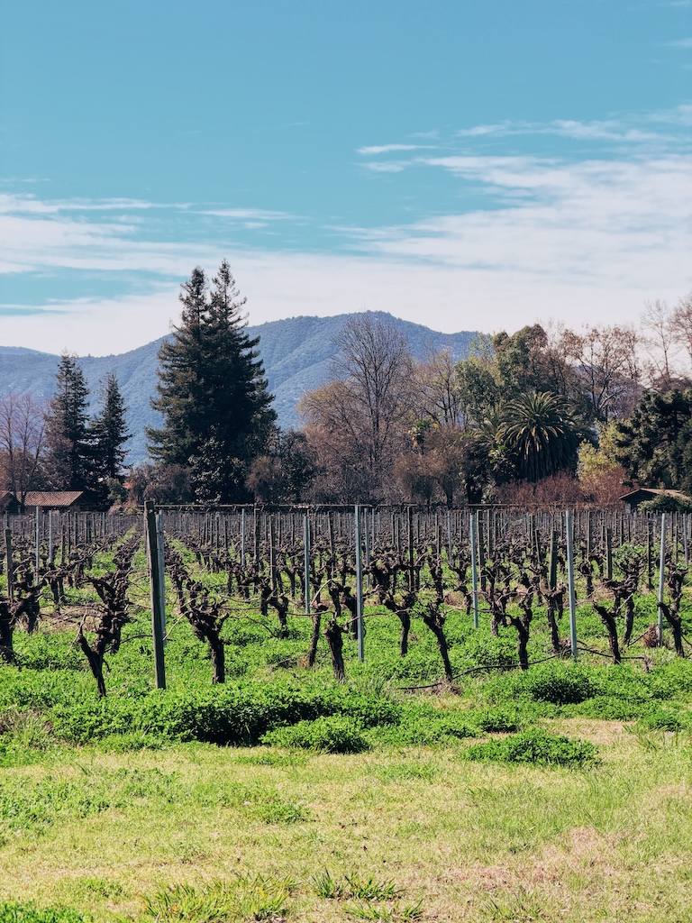 Visita Laura Hartwig - Vinícola no Vale do Colchagua