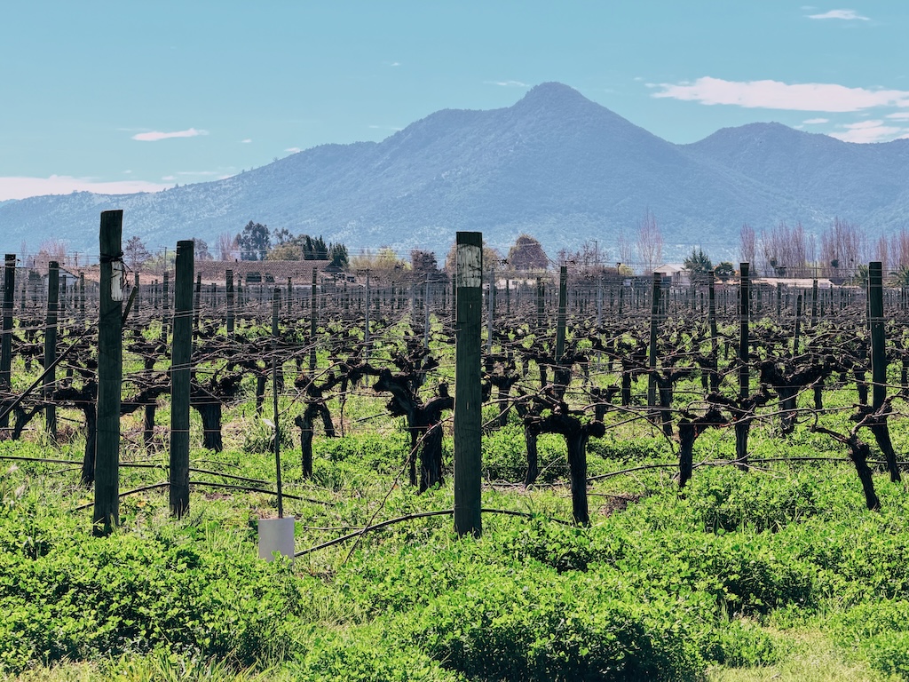 Visita Laura Hartwig - Vinícola no Vale do Colchagua - Petit Verdot
