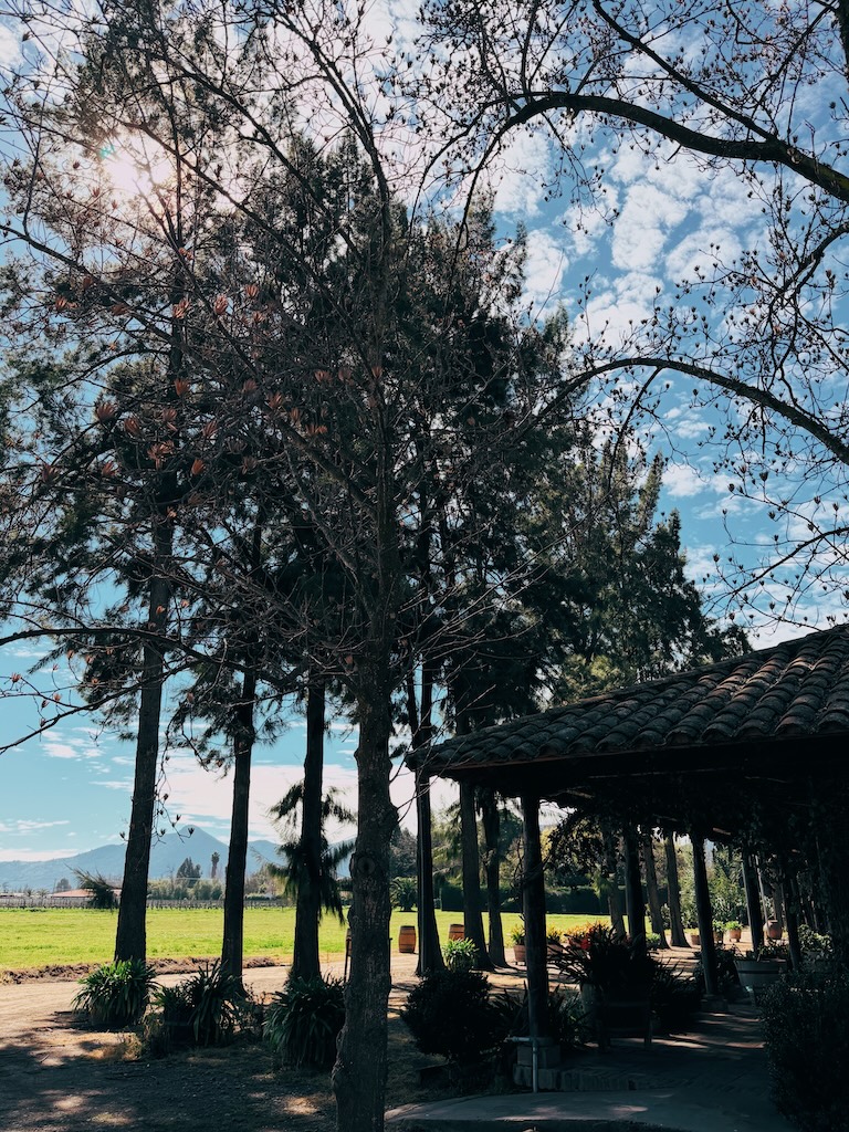 Visita Laura Hartwig - Vinícola no Vale do Colchagua