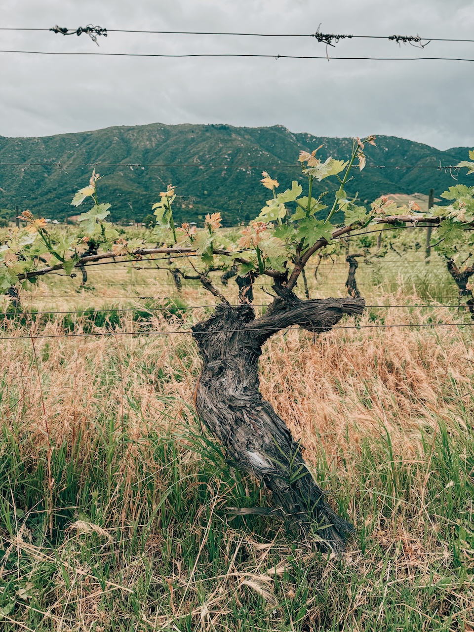 Videira centenária de pé franco plantada em 1907 no Clos Apalta - Conhecendo o Mundo com Julia | Terroir Collection